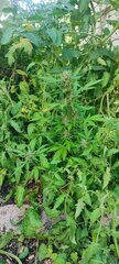 Pheno1
