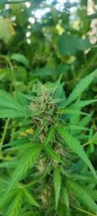 Pheno 1 a