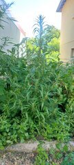 Pheno 2