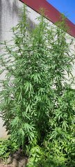 Pheno 3