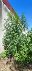 Pheno 3