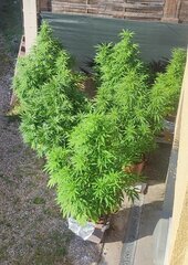 IMG_20240829_091816.jpg