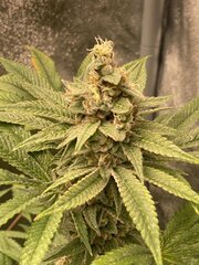 IMG_6960.jpeg