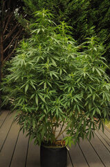 SENSI PURPLE KUSH