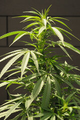 SENSI PURPLE KUSH