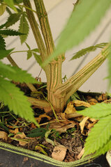SENSI PURPLE KUSH