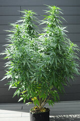 AK47