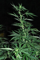 AK47