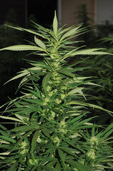SENSI PURPLE KUSH