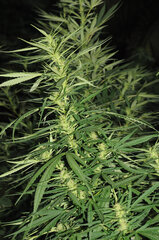 SENSI PURPLE KUSH
