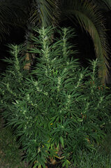 AK47