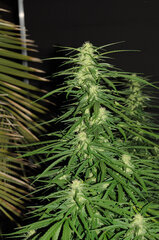 SENSI PURPLE KUSH