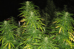 AK47