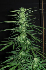 SENSI PURPLE KUSH