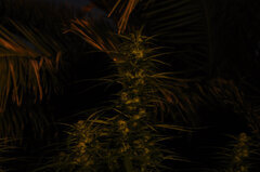 SENSI PURPLE KUSH