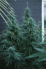 SENSI PURPLE KUSK