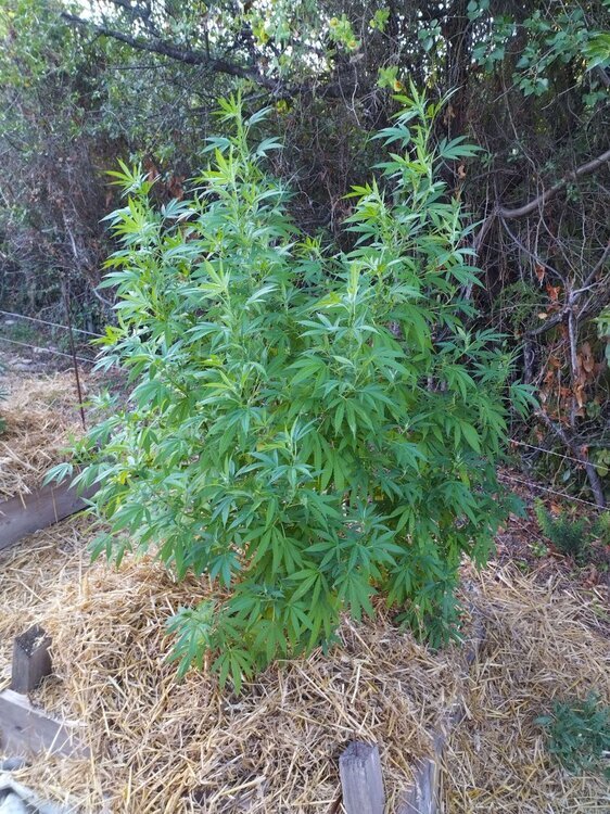 zkittlez.thumb.jpg.9d4776a837499dfb79a1439164a3dcc4.jpg