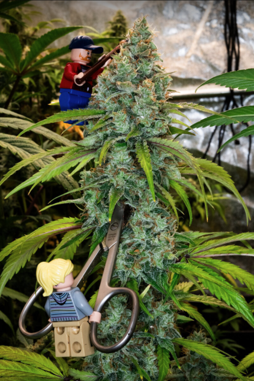 1000396694_Sangfroid79weedphotoCWseptembre2024.thumb.png.7c6621f1bea58e66650475b27c3156a9.png