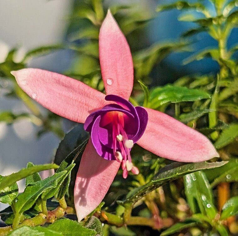1116511814_fuschia1.thumb.jpg.193165573c510a43bf38b8a86e553c7b.jpg