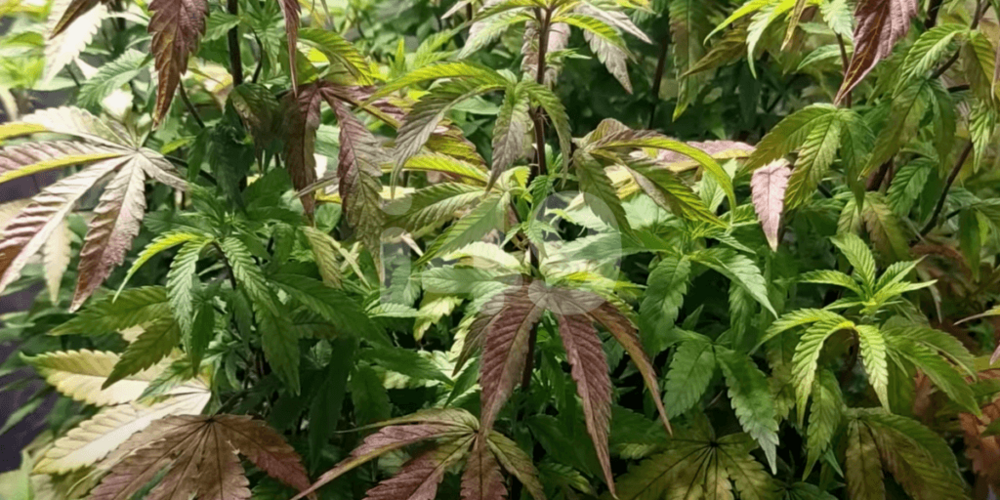 1243922483_manquemolybdenetypiquecannabis.thumb.png.06cabc939da289b424ec88c0e214e267.png