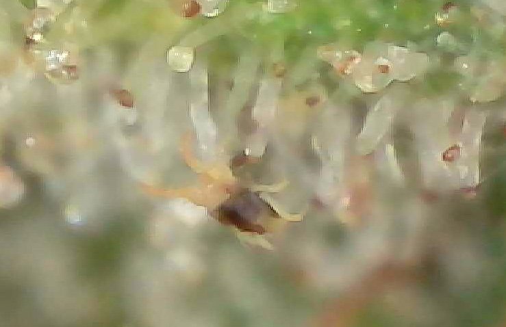 1427852844_Araignespider3.jpg.7eb76165df6665cfc31234059ed3c468.jpg