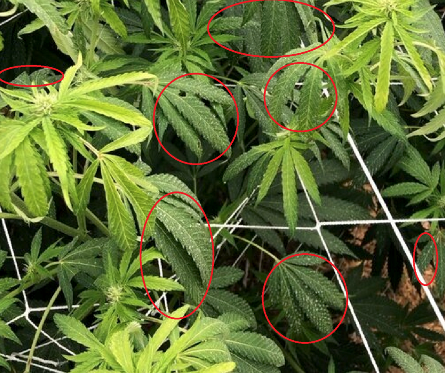 1616138117_whatisit.thumb.png.5bbb44f27a46f29b217a997a69a46cba.png