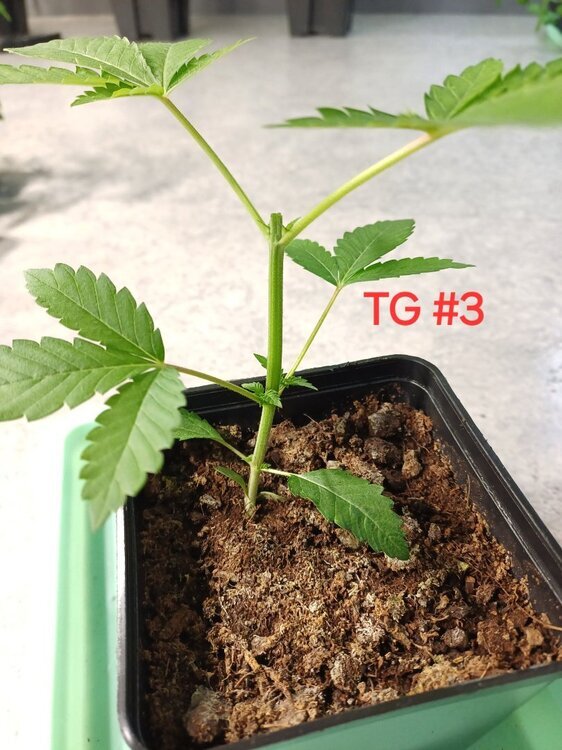 20240913_163137.thumb.jpg.dabde10e1489caeac6ef889cefbe696e.jpg