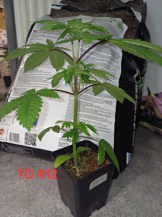 20240928_164702.thumb.jpg.40f7ae0acc7fda1528ec7fc3b99d6571.jpg