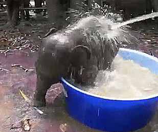 297725682_Elephantjetdanslatronche.gif.ad4b6b1f11330a345b91fe281ae9114d.gif