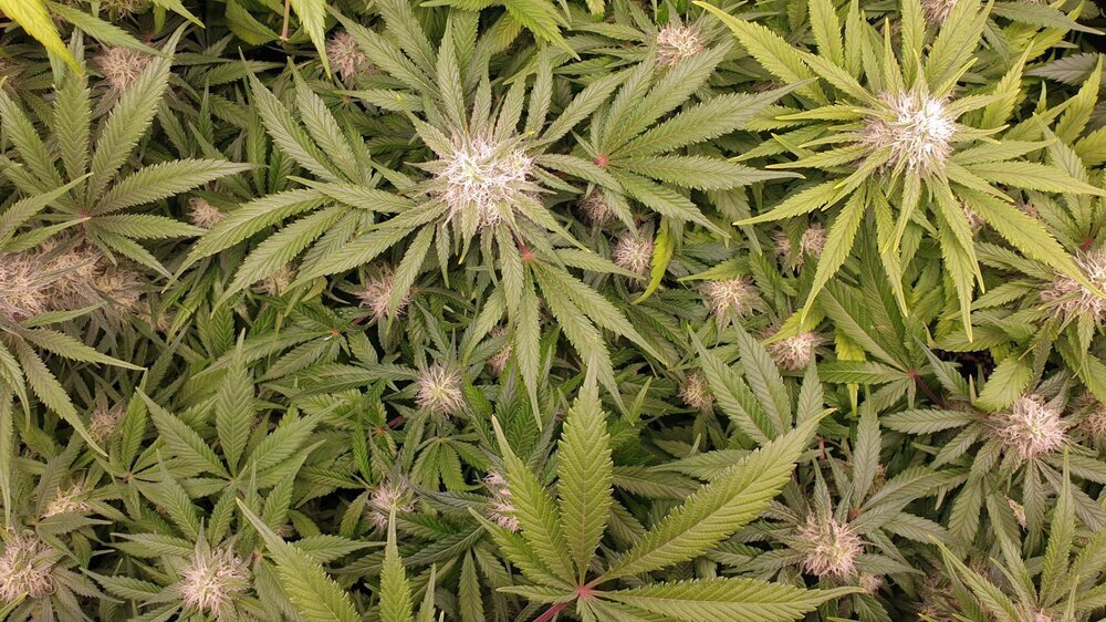 dosidos cookies mi floraison top shot.jpg