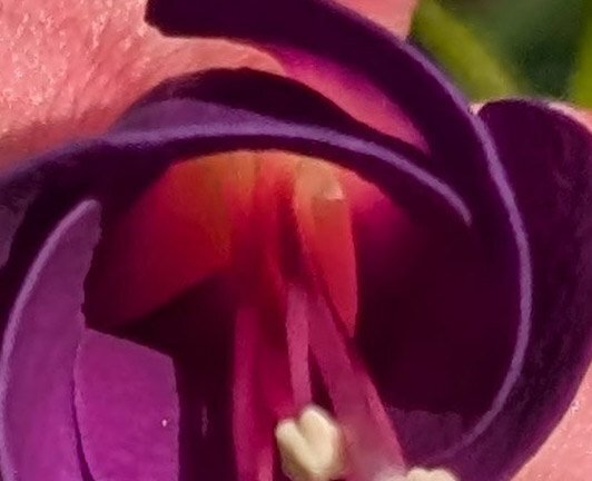 537527706_fuschia2.jpg.d4ecc5295743202b57d746a30c10d289.jpg