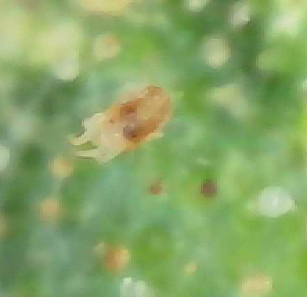 818261519_Araignespider1.jpg.2348fc3e3cb7e9084d2a5e6291996ddf.jpg