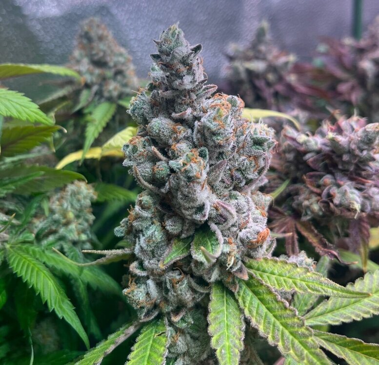 IMG_1372.thumb.jpeg.b0ed340cd35bff9218d7118728110226.jpeg