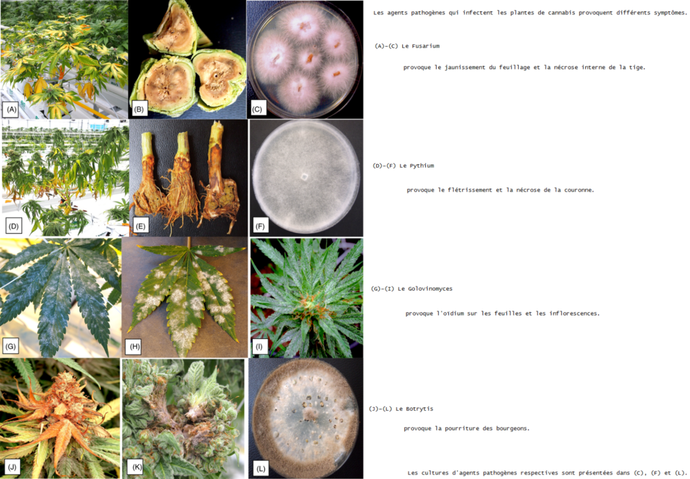 The-pathogens-that-infect-cannabis-plants-cause-different-symptoms-A-C-Fusarium.thumb.png.4bc4fbea1066d6837794a3ef53d63b97.png