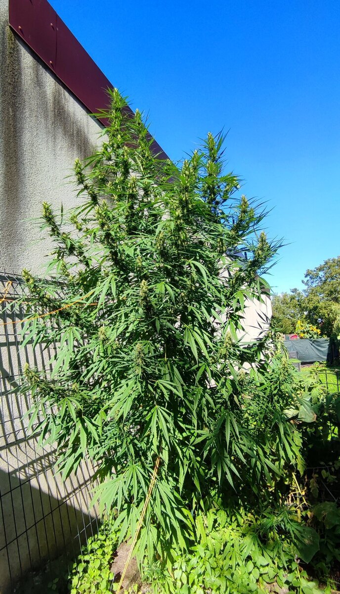 Runtz auto x snow Bud photopériodique. 6 graines 3 femelles.
