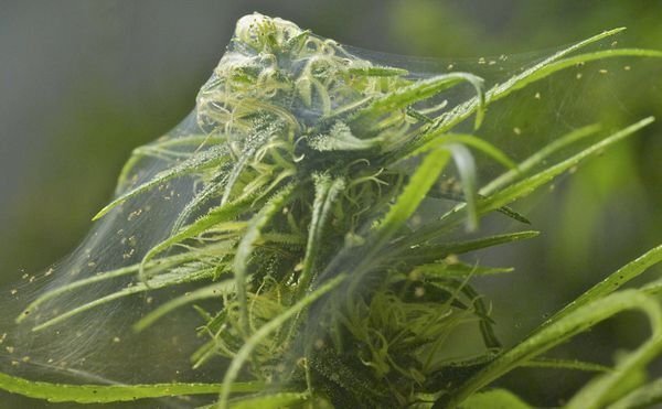 plagas-marihuana-cultivo-arana-roja-cannabis_blog_full.jpg.788c4eaa36226fbeb1d9be4dbd87677b.jpg.a70015a61545a3d20e030868a67ce8ce.jpg