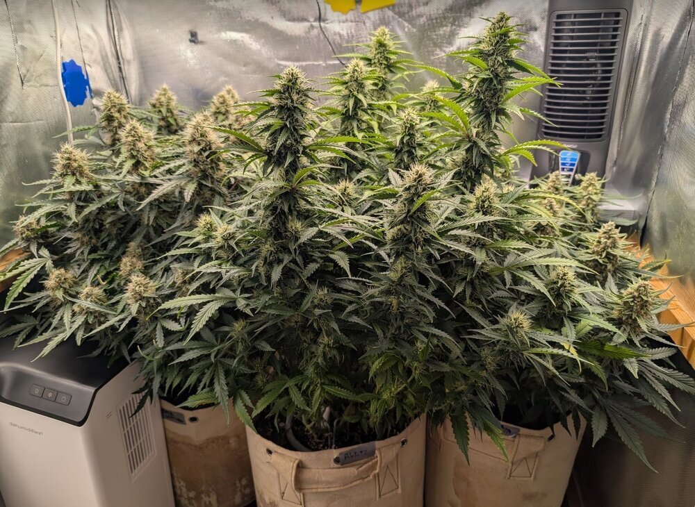 plants.thumb.jpg.35adc7acfc798f009a476eedfd74bb13.jpg