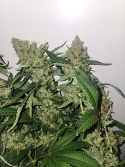 Lemon og candyy Flo +59.jpeg
