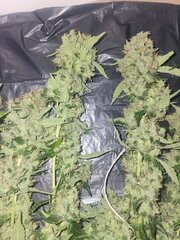 Leemmon og candy flo+59.jpeg
