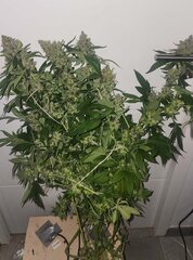Lemon og candy flo+59.jpeg
