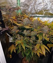 Cross (wifi 43 somango) x (querkle f2 ) phéno querkle