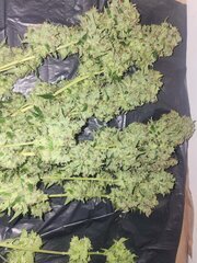 Lemmon og candy flo+59.jpeg