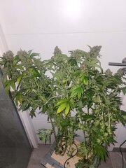 Lemoon og candy flo+59.jpeg