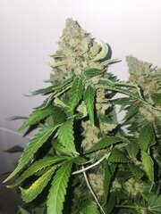 Llemon og candy flo+59.jpeg