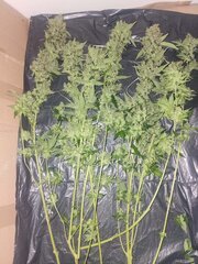 Lemonnn og candy flo+59.jpeg