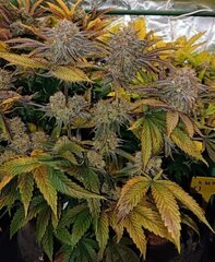 Cross (wifi 43 somango) x (querkle f2 ) phéno querkle*