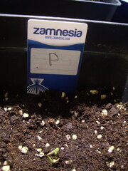 Panama Ace Seeds