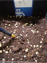 Malawi Ace Seeds