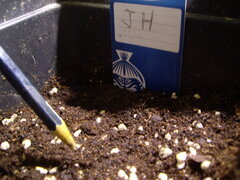 Jack Herer Sensi Seeds