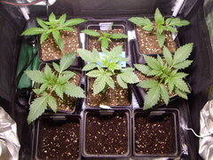 CRO 17, 16, 12, 0